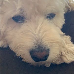 Meet your Posher, Clara